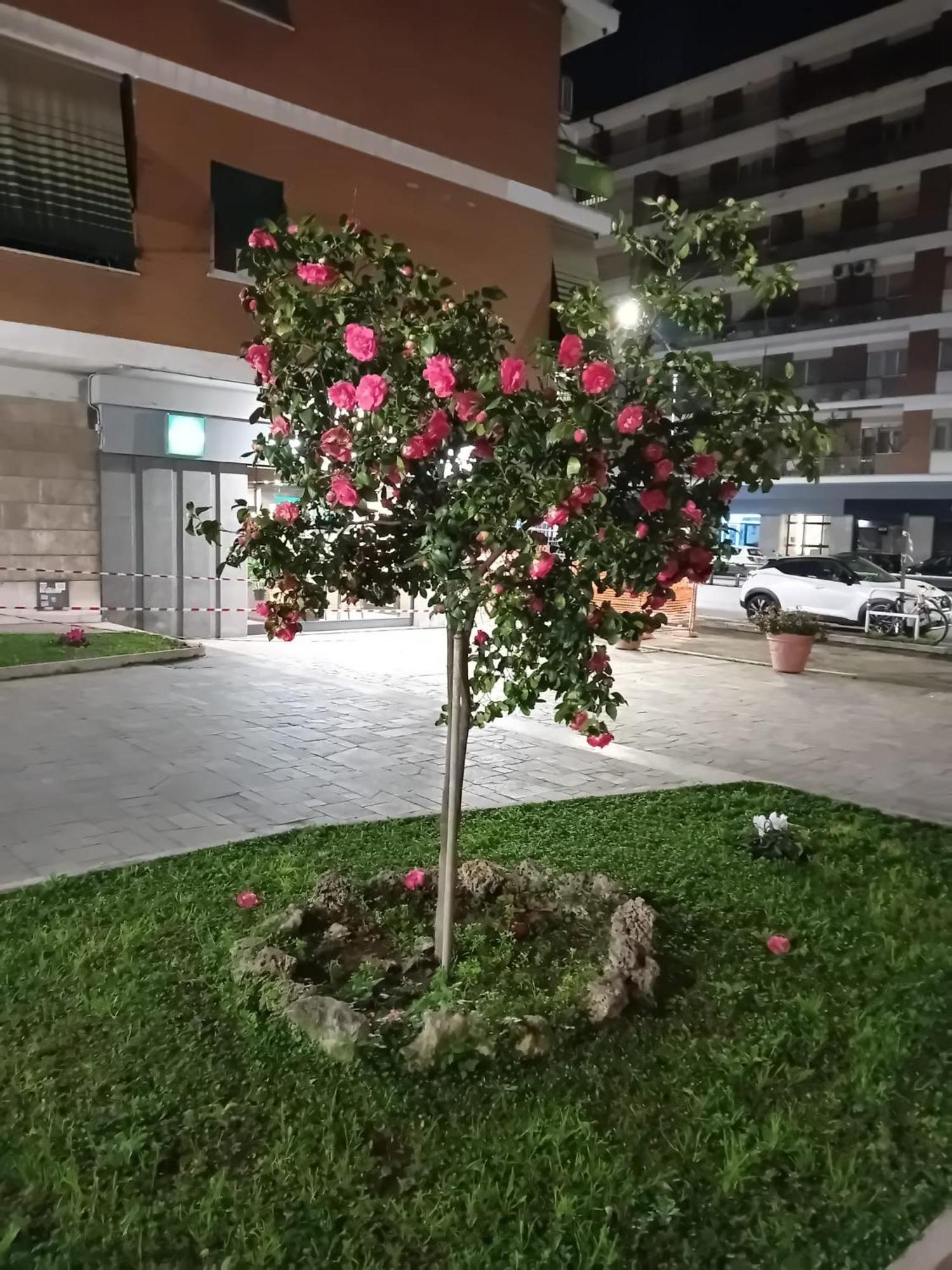 Olimpica Relais Guest House Roma Dış mekan fotoğraf