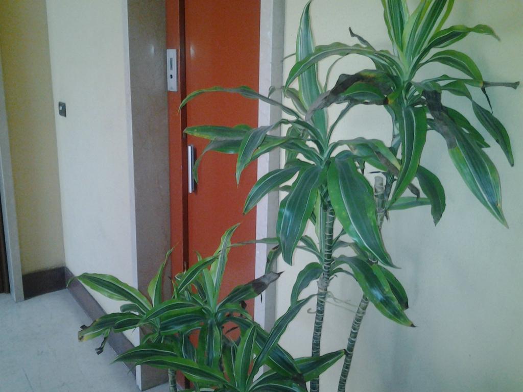 Olimpica Relais Guest House Roma Dış mekan fotoğraf